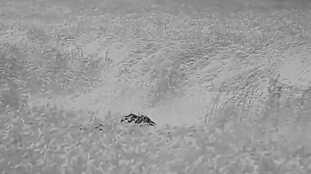 HIKmicro Falcon FQ50 Vs Wildboar Piglets 2.
