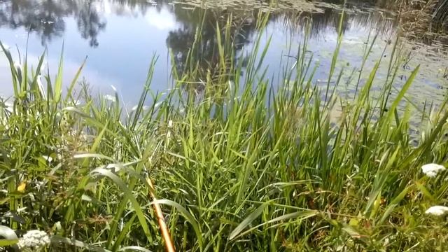 Ловим плотву на хлеб смотреть онлайн