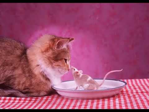 Кошка с мышкой смотреть онлайн
