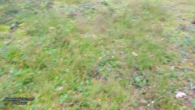 ОПЯТА ВЁДРАМИ в Ноябре. Сбор грибов в Беларуси. Осенние опята