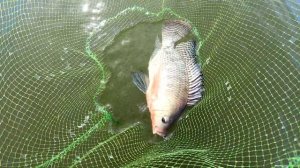 атомная рыбалка №3. Ловля тиляпии г. Нововоронеж.