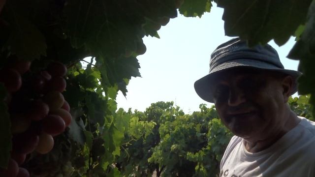 Фрезно(США)Сбор Винограда ПОСЛЕ СБОРКИ УРОЖАЯ.8/8/18