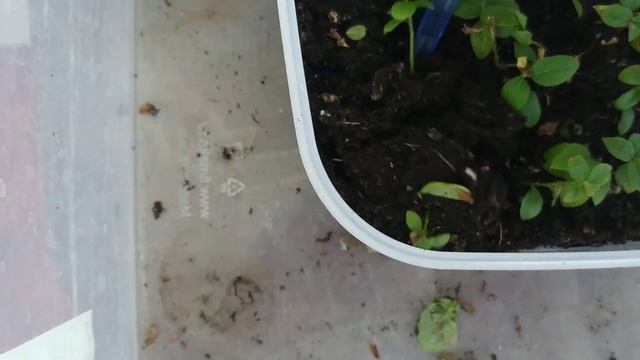 Укоренение черенков голубики, результат после трёх месяцев. смотреть онлайн