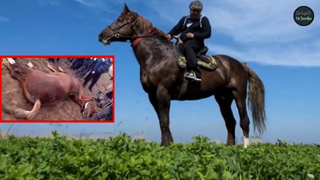 Самые дорогие лошади Азия (азияни енг киммат от) смотреть онлайн