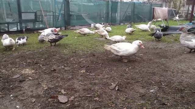 ЛУЧШИЕ МУСКУСНЫЕ УТКИ, ТУШКИ УТОК, ТЯЖЕЛАЯ ЛИНИЯ МУСКУСОВ СОДЕРЖАНИЕ ХОЗЯЙСТВА КУРЫ ГУСИ ИНДЮКИ смотреть онлайн