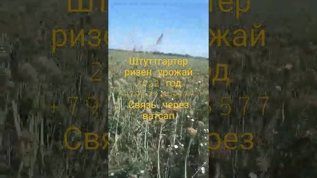 Семена лука сорт Штуттгартер ризен(Чернушка) урожай 2022год смотреть онлайн