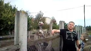 Маленькая страусиная ферма 3