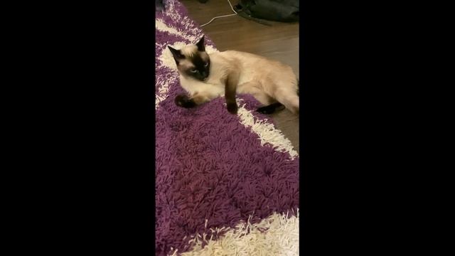 Хитрый кот и мыши игра смотреть онлайн