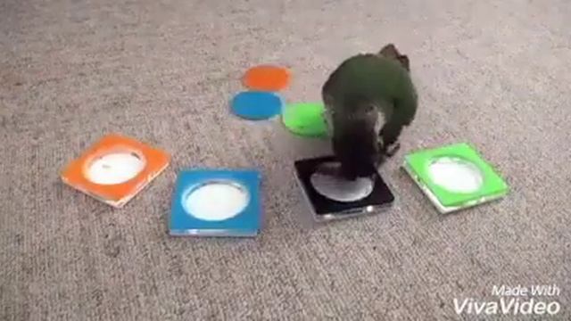 Умная птица смотреть онлайн