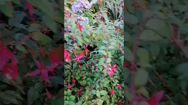 Fuchsie Riccartoni, фуксия риккартони, мелкие цветы фуксии, Fuchsia смотреть онлайн