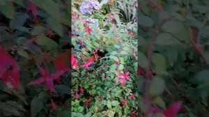 Fuchsie Riccartoni, фуксия риккартони, мелкие цветы фуксии, Fuchsia