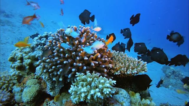 Это лучшая музыка для души! Сборник Самых Невероятно Красивых и Нежных Мелодий Сергея Чекалина