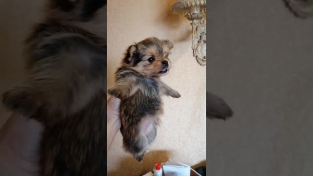 Щенки. Метис. Дизайнерская порода. смотреть онлайн