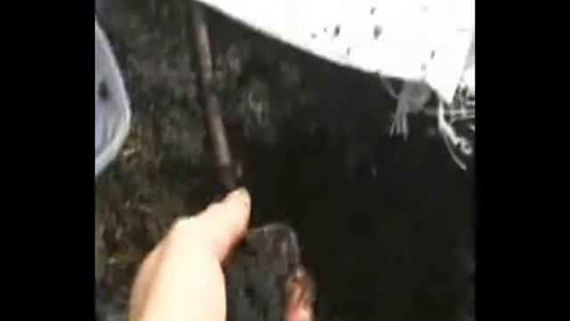 Реально ли? Бизнес на разведение красного калифорнийского червя? смотреть онлайн