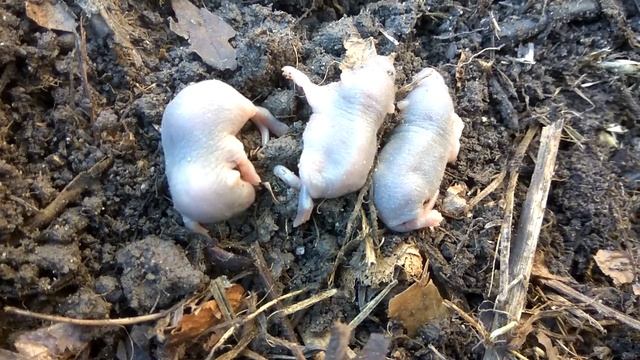 Мышиное гнездо? смотреть онлайн