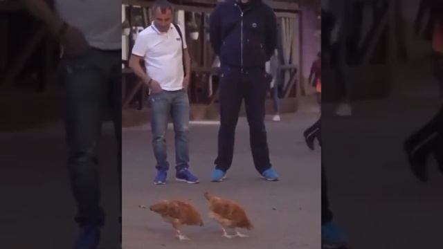 Это ястребы? #shorts