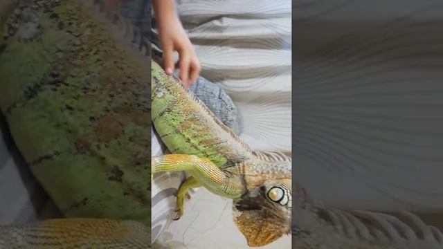 Домашний дракон( игуана зелёная) смотреть онлайн