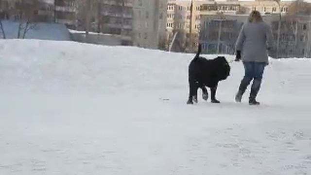 mastino смотреть онлайн