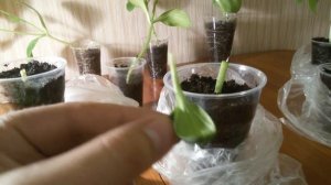 Прививка арбуза (дыни) к тыкве.