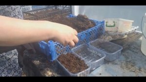 Пикирование Маттиолы( Левкой Седой ) и посев Львиного зева