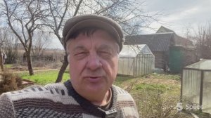 Черная смородина плохо плодоносит? Обрезать!