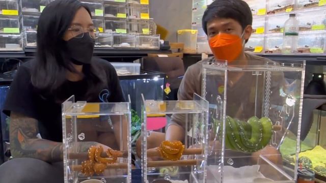 มารู้จักงู Green Tree Pythonกันกับ BKK Reptiles & MonstersEight #bkkreptiles #greentreepython смотреть онлайн