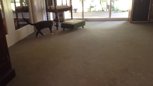 Devon Rex being silly смотреть онлайн