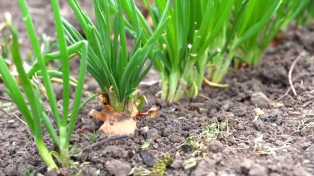 Луковая Муха Погибает Сразу Если Обработать Лук Этим Весной И Летом! Обработка Лука!#лук #сад #муха смотреть онлайн