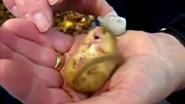 PICCOLO GHIRO CHE DORME.... E RUSSA ;-) смотреть онлайн