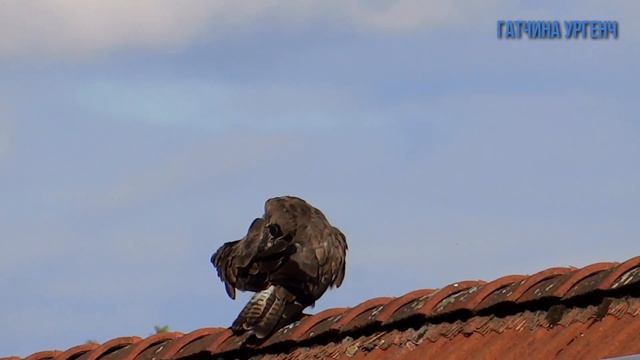 hayvonlar dunyosi ko"ring juda zor мир животных смотреть онлайн