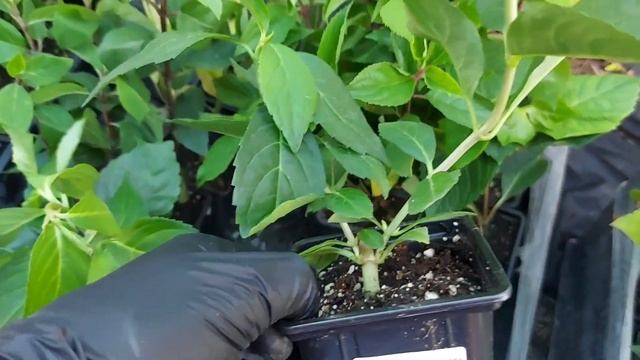 Распаковка от питомника Анабель.? Пришли новинки из серии Пан? смотреть онлайн