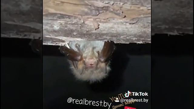Летучая мышь: Ушан бурый смотреть онлайн