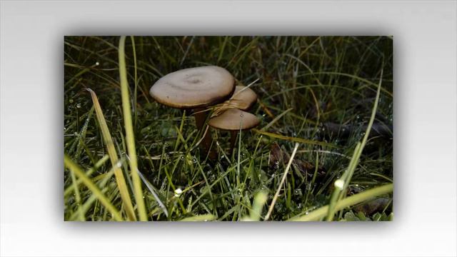 Лято 2017 09 смотреть онлайн