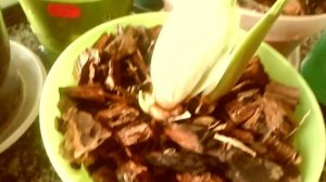 У мильтонии гниль, что делать?