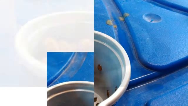 Домашняя гидропонная установка своими руками. смотреть онлайн