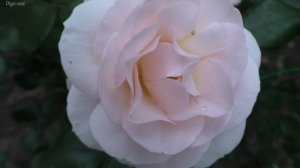 Роза флорибунда Сириус.