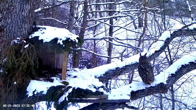 Male Eagle Owl Calling for His Mate ? 02/21/23 17:30 смотреть онлайн
