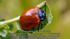 Вредители калины