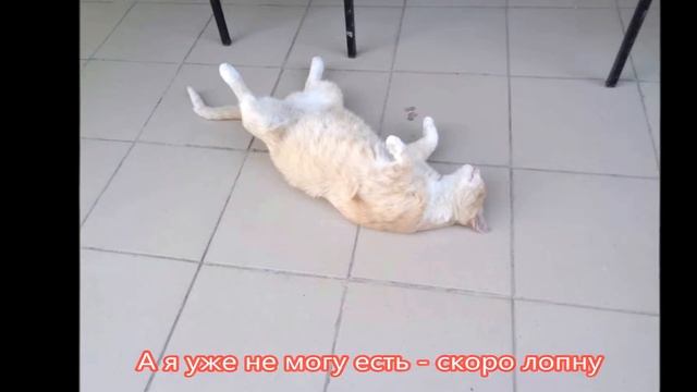 Мимимишные животные ПРИВЕТ из лета! Записки юного натуралиста смотреть онлайн