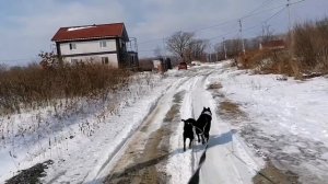 Будущие ездовые собаки.? Тренировка упряжки. Бег собак.?? Упряжка из 2 собак