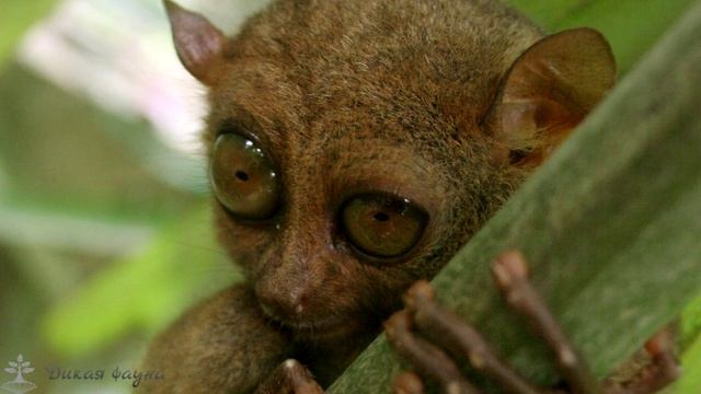 Долгопят/Tarsier смотреть онлайн