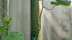 Огурец f1Китайский болезнеустойчивый и огурец f1 Китайский холодоустойчивый