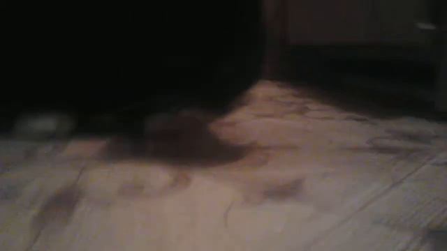 Обзор на мою кошку Мусю