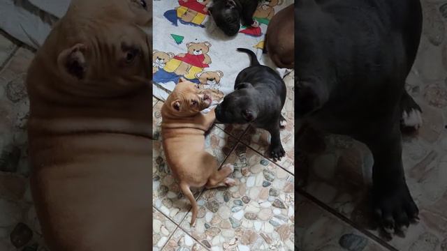 ✨ Щенки американского булли, тип покет, находятся в Краснодаре 💫 смотреть онлайн