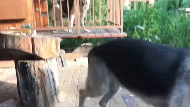 Недельные щенки ВЕО смотреть онлайн