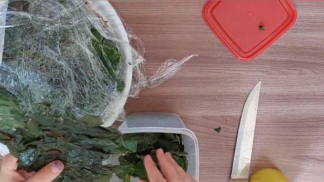 Заморозка мяты на зиму.