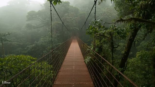 1 Hour Rain And Thunder;Sleep,Relaxing,Meditation ASMR Sound HD High Quality