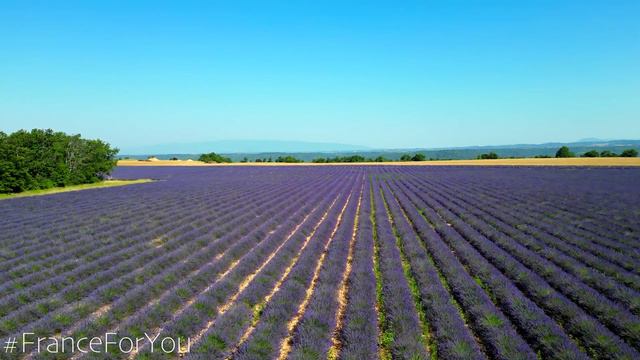 Best Lavender Fields of Provence, France by drone 4k UHD with relax music смотреть онлайн