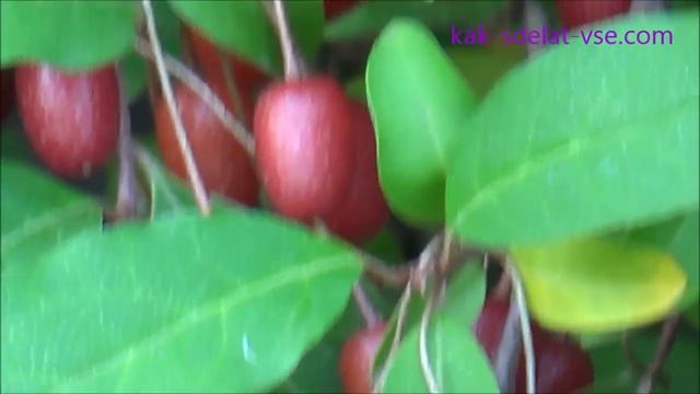 Гуми лох многоцветковый. Elaeagnus multiflora. смотреть онлайн