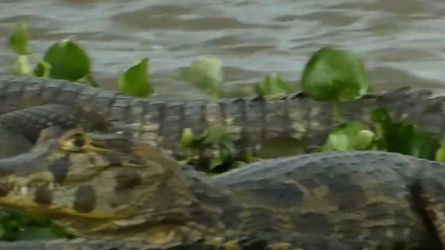 Kaiman/Cayman/Jacaré - Highlights presented by GoPantanal смотреть онлайн
